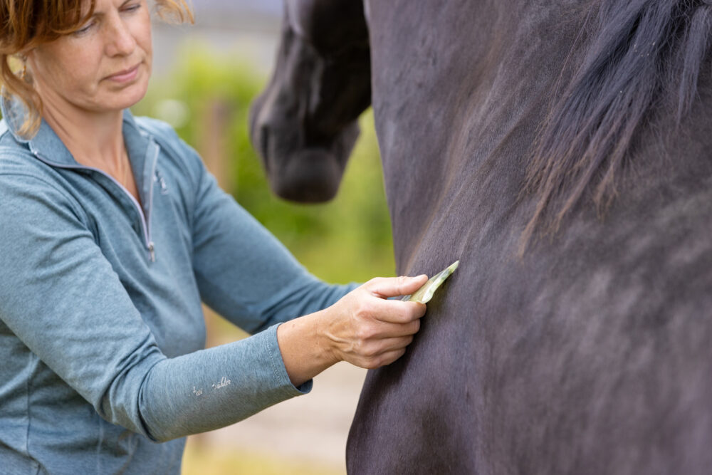 Guasha behandeling paard