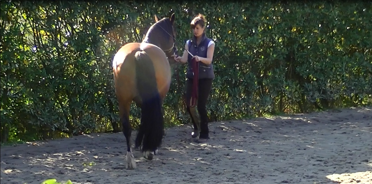 Grondwerk en longetraining Briallen