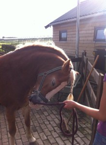 Daisy geniet van Guasha 2