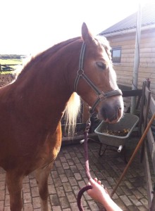 Daisy geniet van Guasha 3