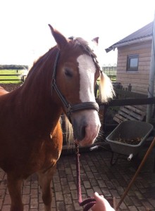 Daisy geniet van Guasha 5