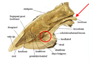 Hoefkatrolgebied