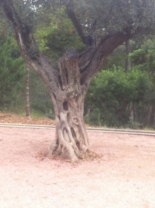 Ontwikkeling tot grote boom