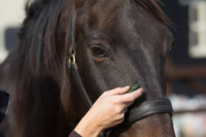 Wat is Guasha voor paarden