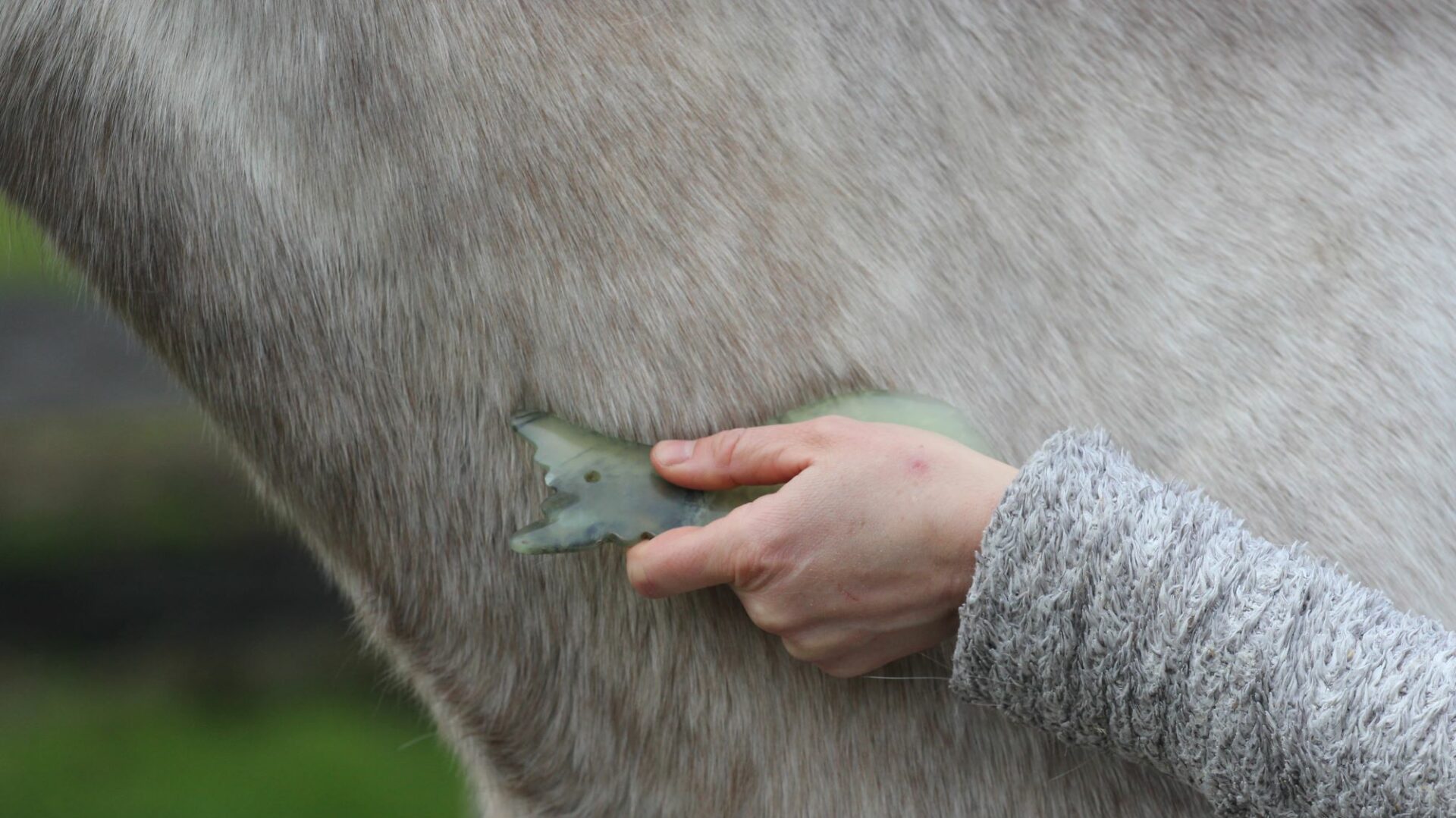 Guasha Therapie voor Paarden